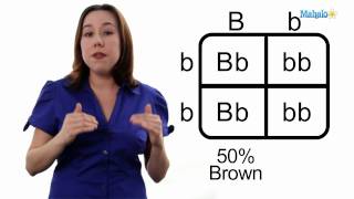 Learn Biology How to Draw a Punnett Square [upl. by Maffa]