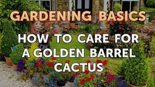 How to Care for a Golden Barrel Cactus [upl. by Krall]