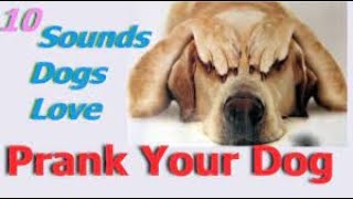 Sounds That Tilt Dogs Head  Sounds Dogs Love Most [upl. by Rebmak]