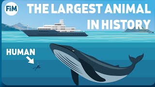 How Large Are Blue Whales Really Size Comparison [upl. by Scarface]