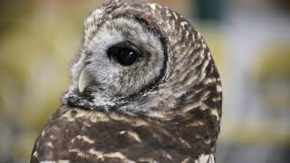 Owls can rotate their heads 270 degrees [upl. by Mirisola]