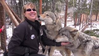 Explore Colorado Colorado Wolf and Wildlife Center [upl. by Nette]