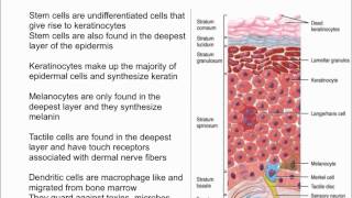 Cells of the Epidermis [upl. by Circosta]