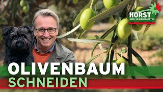 Olivenbaum schneiden – wie und wann schneidet man eigentlich Olivenbäume [upl. by Lew926]