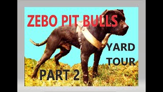 ZEBO PIT BULLS  Yard Tour part 2 1999  2000 [upl. by Attebasile]