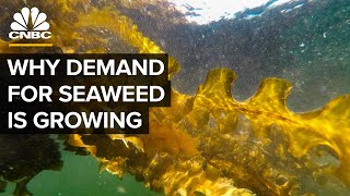 Why Demand For Seaweed Is About To Boom [upl. by Velma]