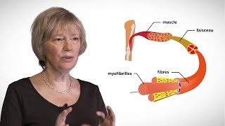 MOOC côté cours  La contraction musculaire [upl. by Kristel]