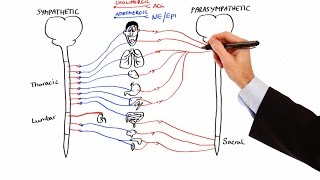 Pharmacology  AUTONOMIC NERVOUS SYSTEM MADE EASY [upl. by Prowel]