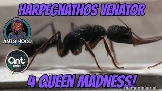 Harpegnathos venator 4 Queen Madness [upl. by Nilats]