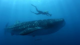 How do you become a marine biologist  BBC Earth Explore [upl. by Yrelav]