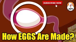 How EGGS Are Formed Inside The Chicken [upl. by Ahsac346]