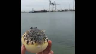 Deflating Pufferfish Original footage [upl. by Blatman]