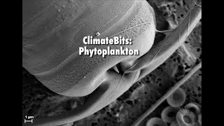 ClimateBits Phytoplankton [upl. by Nonnahsal87]