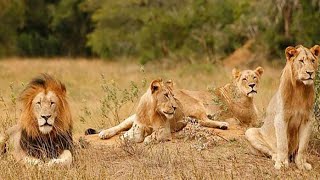 áfrica salvaje EL REY DE LA MANADA Documental DE LEONES HAMBRIENTOS [upl. by Ilka104]