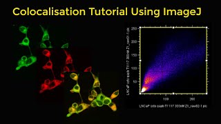 Colocalisation tutorial using ImageJ [upl. by Hump]