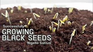 How to Grow Black Seeds Kalonji Plant Nigella Sativa Black Cumin  Sprouting Seeds [upl. by Ennire]