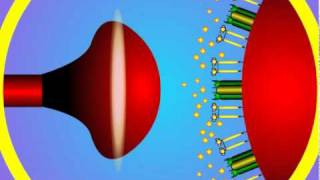 5 Synapse Structure and Function [upl. by Schlicher399]