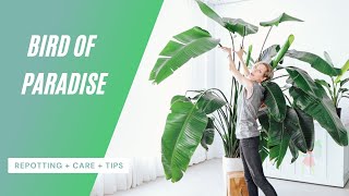 Bird Of Paradise Care  Repotting  Watering  Tips 🌱 [upl. by Xet]