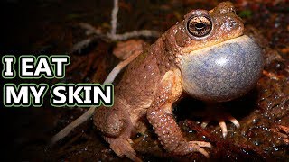 North American Toad facts warts and all  Animal Fact Files [upl. by Aneeroc]