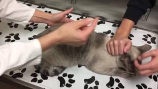 Constipation in a cat with megacolon How to monitor treat and care for your cat at home [upl. by Summer611]