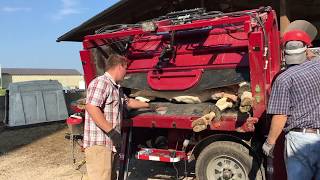 Tuffy Layover Hoof Trimming Chute for Cattle [upl. by Imeon539]