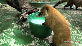 Coati morning feed and clean [upl. by Gnut]