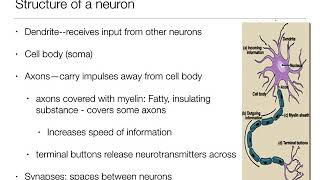 Introduction to Psychology 21  The Brain and Behavior  Nervous System and Neurons [upl. by Cheyne]