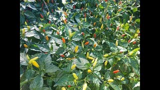 How to Grow Tobasco Peppers From Sprout to Fruiting [upl. by Ainnat]