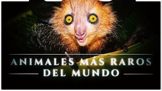 Los 15 Animales Más Raros del Mundo 😨🪲 [upl. by Kata]