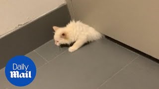 Cat successfully squeezes through gap under door in Illinois [upl. by Aleinad]