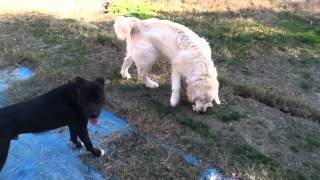 Golden Retriever vs Pitbull [upl. by Bishop]