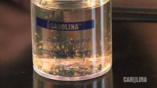 How to Care for Daphnia [upl. by Farrish862]