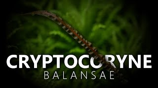 Cryptocoryne Balansae [upl. by Beach]