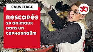 Sauvetage de 50 animaux dans un capharnaüm [upl. by Joana59]