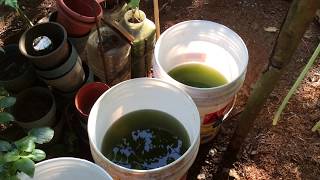 How to grow Green Water Algae [upl. by Madelin]