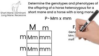 Genetic Cross Monohybrid Cross Short Simple Science [upl. by Siraved36]