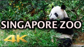 Singapore Zoo Animals Tour 4K [upl. by Acinomed]