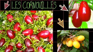 LES CORNOUILLESEn savoir plus [upl. by Ihcehcu292]