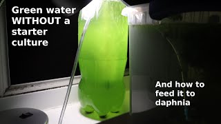 Green Water WITHOUT a Starter Culture  From Scratch  How To [upl. by Htenay]