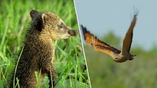 Young Coati vs Hawk  Wild Brazil  BBC Earth [upl. by Kado]