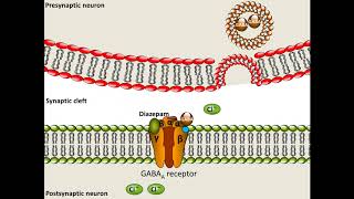 Diazepam  Mechanism of Action [upl. by Yggam876]