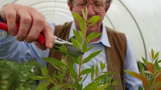 Pruning Callistemon Part II [upl. by Gerrie]