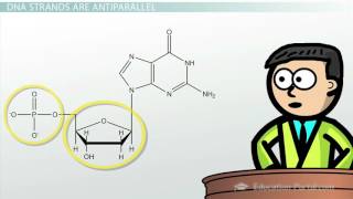 DNA  Adenine Guanine Cytosine Thymine [upl. by Notgnilra]