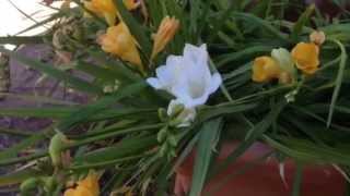 Freesia Flowers  How to Grow and Multiply [upl. by Adel]