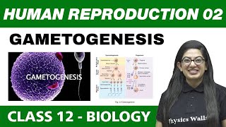 Human Reproduction 02  Gametogenesis  Class 12 NCERT [upl. by Reginald]