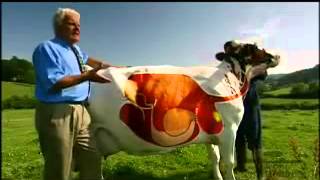 A Cows Digestive System  YouTube [upl. by Saidee226]