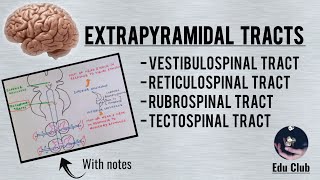 Extrapyramidal Tracts  Descending Tracts  Vestibulo Reticulo Rubro and Tectospinal Tracts [upl. by Cowan]