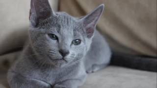 Russian Blue HistoryPersonalityHealthCare [upl. by Kristi]