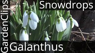 How to Plant Snowdrops and Other Bulbs in the Green with Thompson amp Morgan [upl. by Jyoti363]