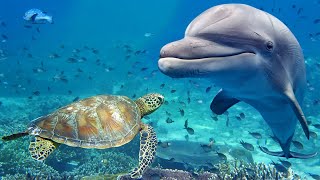 Relaxing Music for Stress Relief Dolphin singing Soothing Music for Meditation Therapy Sleep [upl. by Terza]